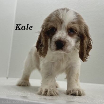 puppy, for, sale, Cocker Spaniel, Joe & Cherri  Overlease, dog, breeder, Miller, MO, dog-breeder, puppy-for-sale, forsale, nearby, find, puppyfind, locator, puppylocator, aca